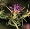 Centaurea calcitrapa L.