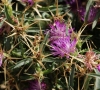 Centaurea calcitrapa L.