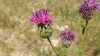 Centaurea cephalariifolia Willk.