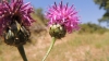 Centaurea cephalariifolia Willk.