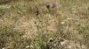 Centaurea cephalariifolia Willk.