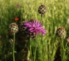 Centaurea cephalariifolia Willk.