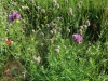 Centaurea cephalariifolia Willk.