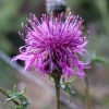 Centaurea cephalariifolia Willk.