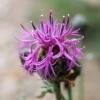 Centaurea cephalariifolia Willk.