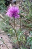 Centaurea cephalariifolia Willk.