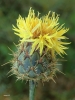 Centaurea collina L.