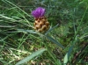 Centaurea jacea L. subsp. vinyalsii (Sennen) O.Bols, Nuet & Panareda
