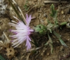 Centaurea pinae ?