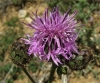 Centaurea scabiosa L.