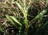 Centaurea sp. 2/2