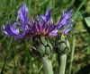 Centaurea triumfetti All. subsp. semidecurrens (Jord.) Dostl