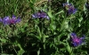 Centaurea triumfetti All. subsp. semidecurrens (Jord.) Dostl