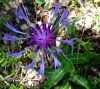 Centaurea triumfetti All. subsp. semidecurrens (Jord.) Dostl