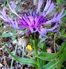 Centaurea triumfetti All. subsp. semidecurrens (Jord.) Dostl