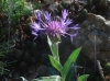 Centaurea triumfetti All. subsp. semidecurrens (Jord.) Dostl