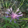 Centaurea triumfetti All. subsp. semidecurrens (Jord.) Dostl