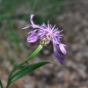 Centaurea triumfetti All. subsp. semidecurrens (Jord.) Dostl