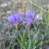 Centaurea triumfetti All. subsp. semidecurrens (Jord.) Dostl