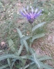 Centaurea triumfetti All. subsp. semidecurrens (Jord.) Dostl