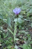 Centaurea triumfetti All. subsp. semidecurrens (Jordan) Dostl