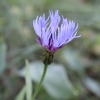 Centaurea triumfetti All. subsp. semidecurrens (Jordan) Dostl