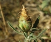 Centaurea aspera 1/2 (a confirmar)