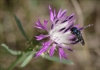 Centaurea aspera 1/2