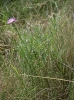 Centaurea aspera 2/2