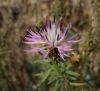 Centaurea aspera L.