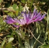 Centaurea graminifolia (Lam.) Muoz Rodr. & Devesa