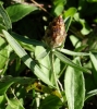 Centaurea jacea