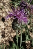 Centaurea scabiosa L.