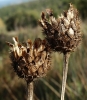 Centaurea scabiosa L.