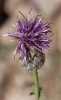 Centaurea scabiosa L.