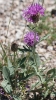 Centaurea scabiosa L.