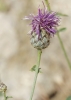 Centaurea scabiosa L.