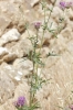 Centaurea scabiosa L.