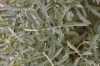 Centaurea scabiosa L.