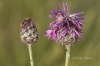 Centaurea scabiosa L.