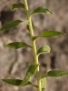 Chiliadenus glutinosus (L.) Fourr.