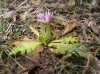 Cirsium acaulon (L.) Scop. subsp. acaulon