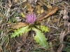 Cirsium acaulon (L.) Scop. subsp. acaulon