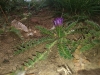 Cirsium acaulon (L.) Scop. subsp. acaulon