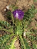 Cirsium acaulon (L.) Scop. subsp. acaulon