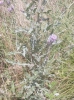 Cirsium arvense (L.) Scop.