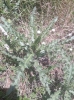 Cirsium arvense (L.) Scop.