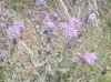 Cirsium arvense (L.) Scop.