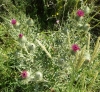 Cirsium echinatum (Desf.) DC.