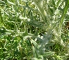 Cirsium echinatum (Desf.) DC.